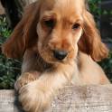Cocker Spaniel Pups For sale